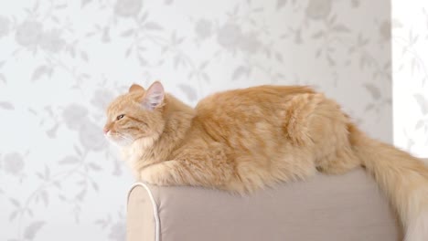 cute ginger cat lying on arm of sofa. fluffy pet is going to sleep. cozy home background