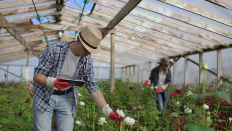 worker with tablet near rose in greenhouse. two beautiful young smiling girl and man worker with tablet near rose in greenhouse. concept