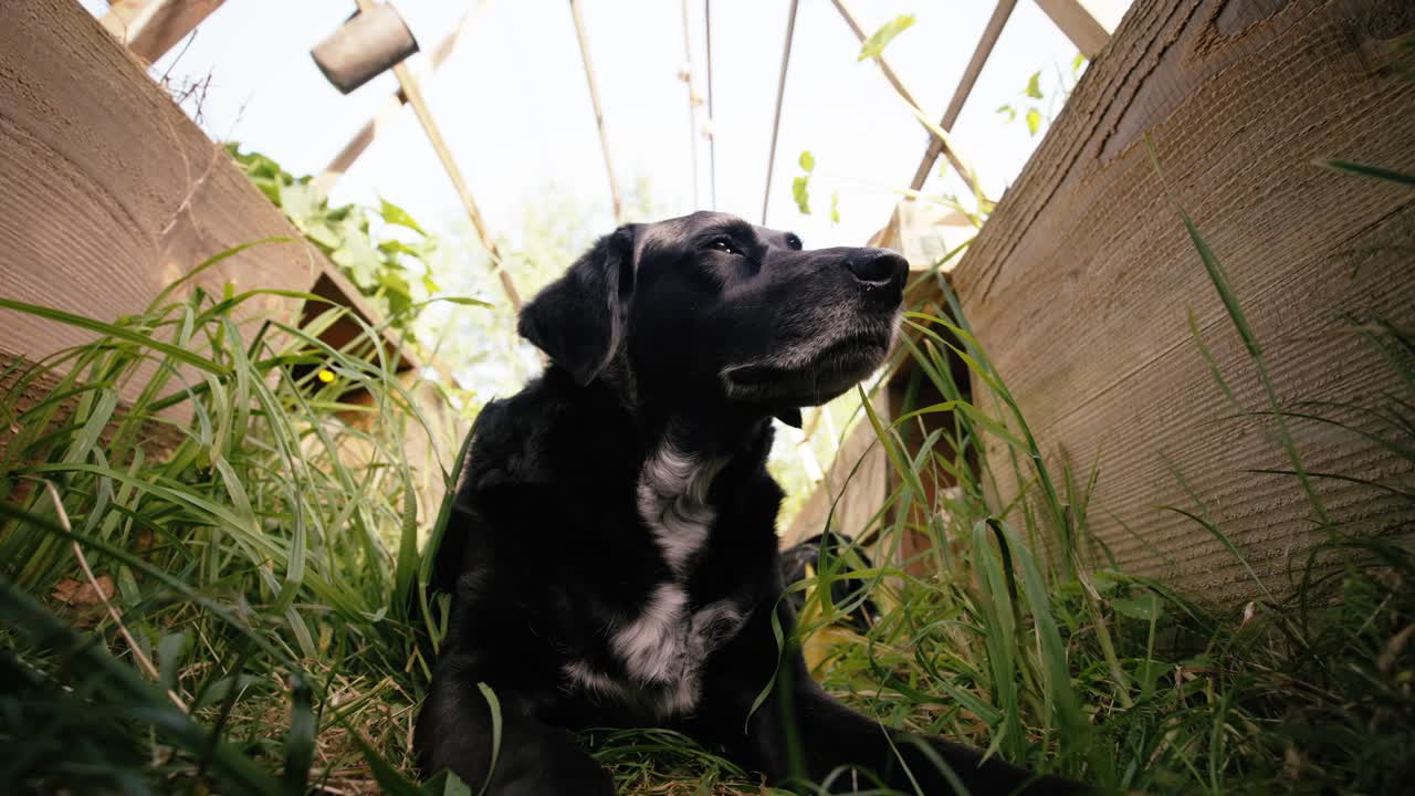 Loyal black dog resting in tall garden grass, peaceful vibe