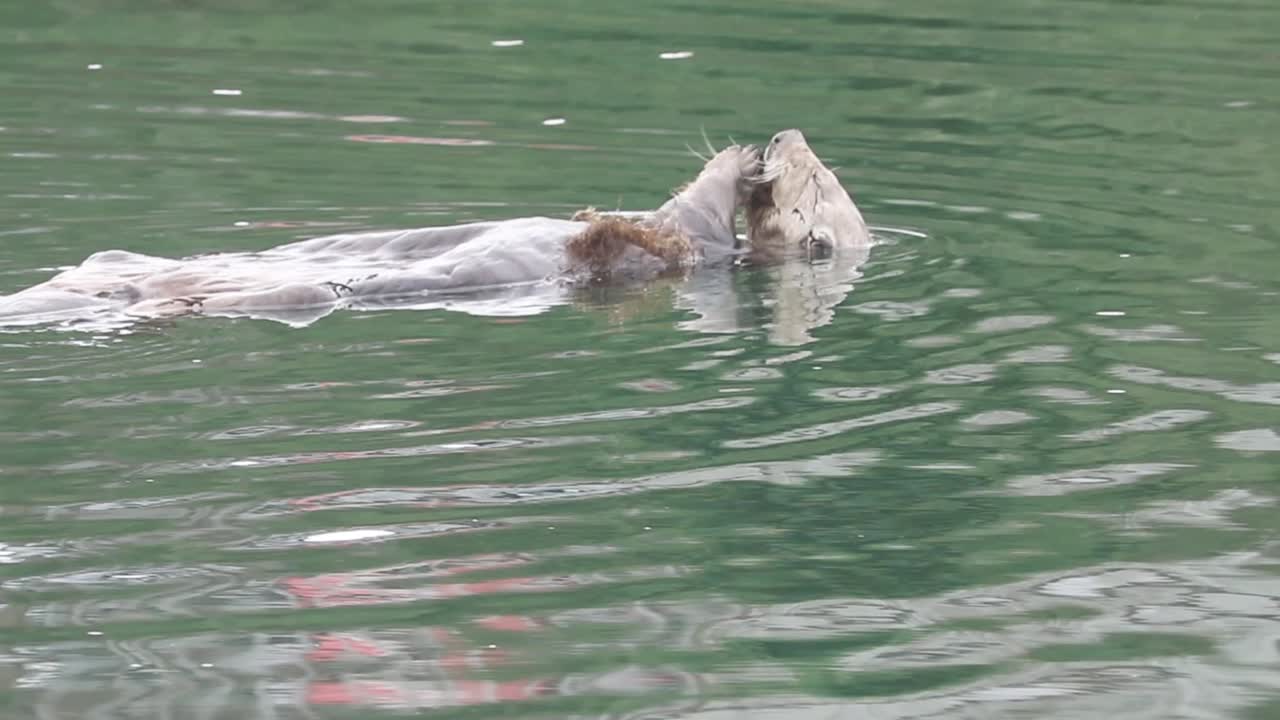 Sea Otter eating sea urchin in boat harbor of Homer, Alaska