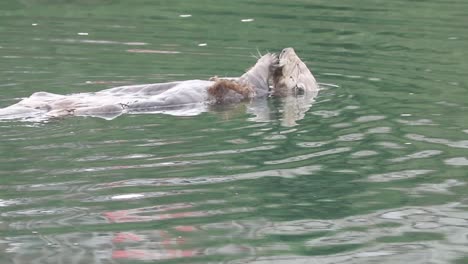 Sea-Otter-eating-sea-urchin-in-boat-harbor-of-Homer,-Alaska