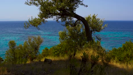 olivos en la costa mediterránea con un hermoso mar azul turquesa en un día de verano