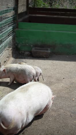 pigs in a pen