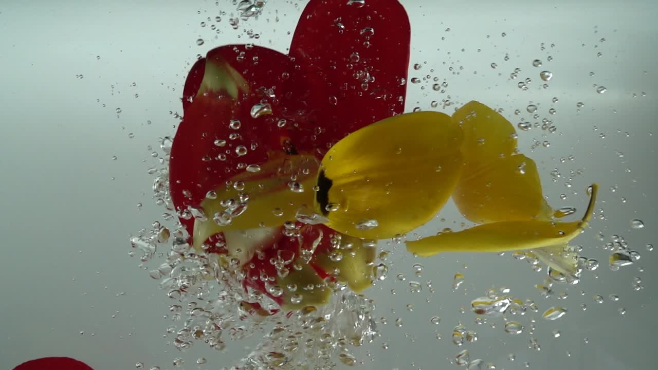 Petali di tulipani cadono nell'acqua. Sfondo. Movimento rallentato.