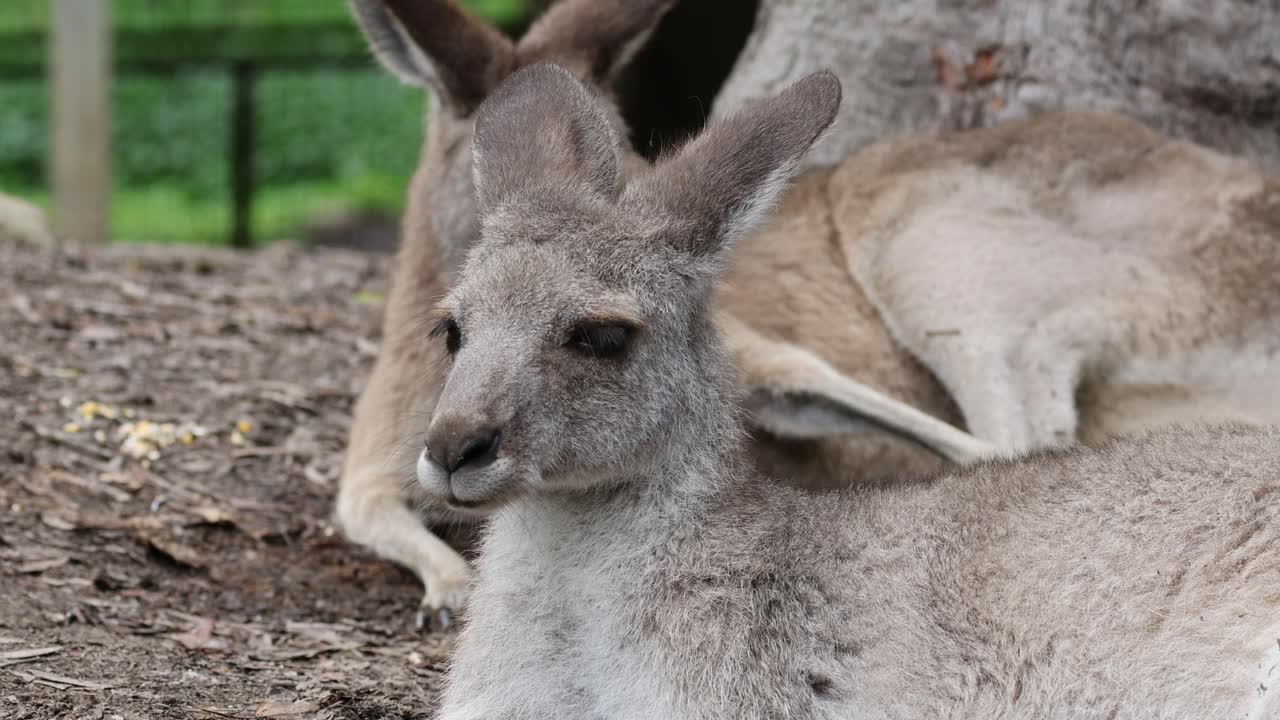 Two kangaroos lounging, one lying down