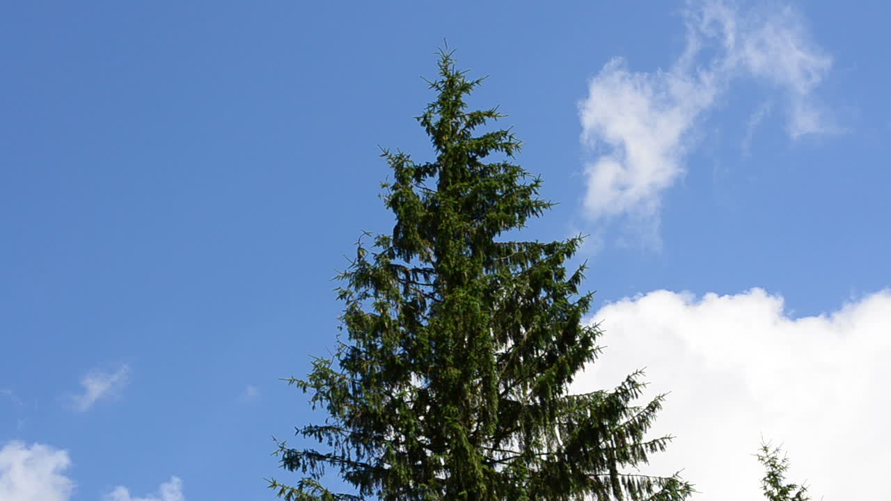 Pines and sky. Pines against clouds