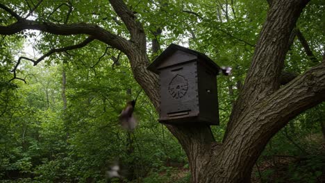 a charming birdhouse nestled in a vibrant forest, capturing the essence of nature and wildlife with birds taking flight from their cozy abode