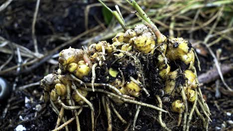 Ingwer-Vom-Cluster-Abbrechen.-Faszinierende-Aufnahmen-Der-Saisonalen-Ingwerernte,-Die-Die-Fülle-Der-Natur-Enthüllt.