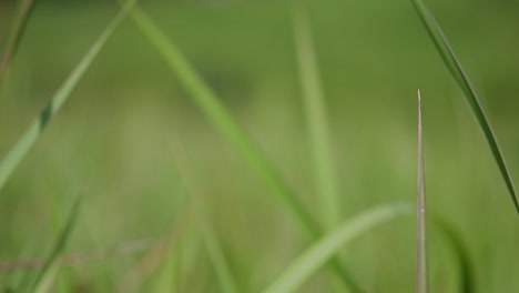 una hierba perenne originaria de asia tropical y subtropical y también introducida en varios países
