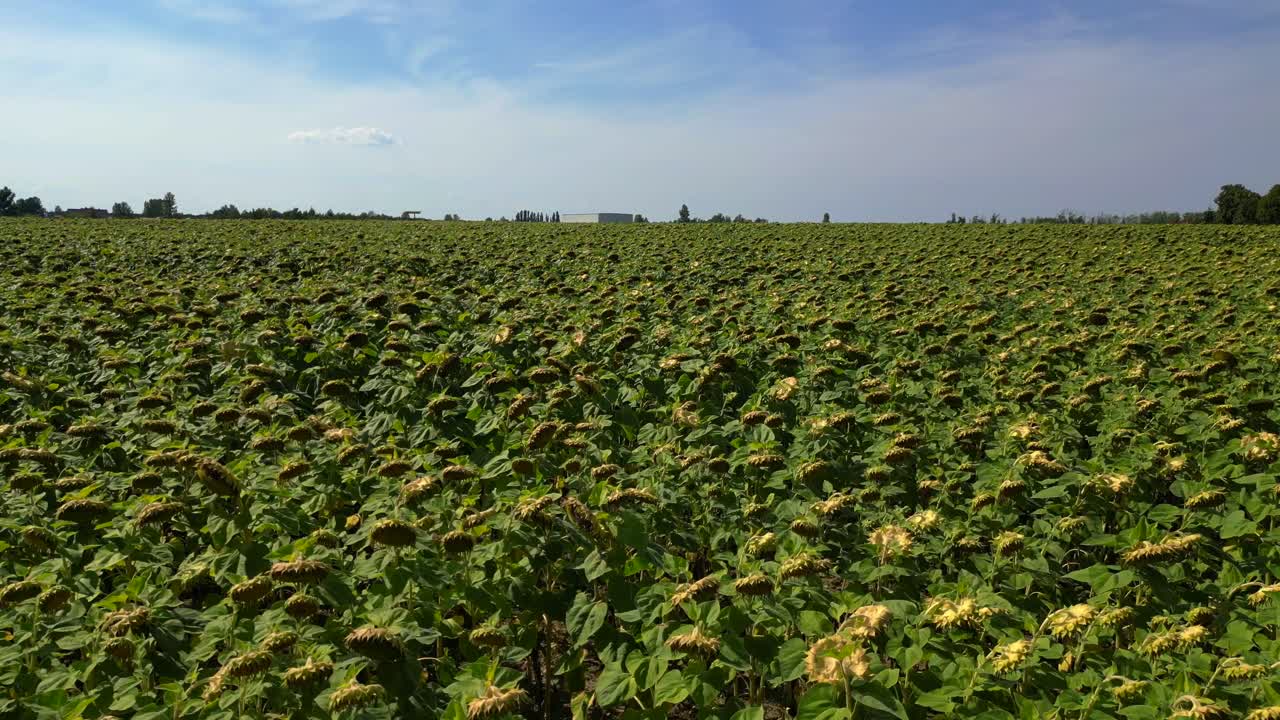 hermoso campo de girasoles interminable que cubre una vasta tierra cerca de una pequeña aldea bajo el cielo azul. sobrevuelo del avión no tripulado
