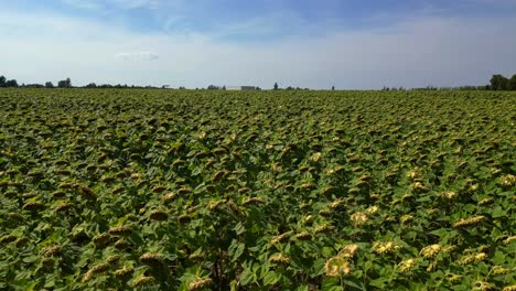 hermoso campo de girasoles interminable que cubre una vasta tierra cerca de una pequeña aldea bajo el cielo azul. sobrevuelo del avión no tripulado