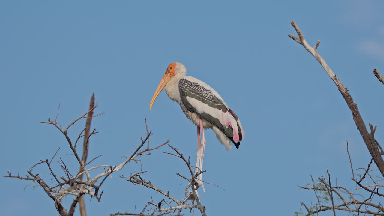 A painted stork perched on the tree branch in keoladeo bird sanctuary, mycteria leucocephala, ecosystem, India.