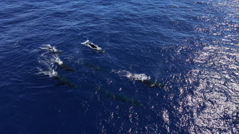 Drone-Shot-of-Whales-Swimming-on-Water-Surface-of-Blue-Ocean