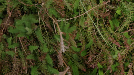 close up top down footage of the camera panning over baby ferns.