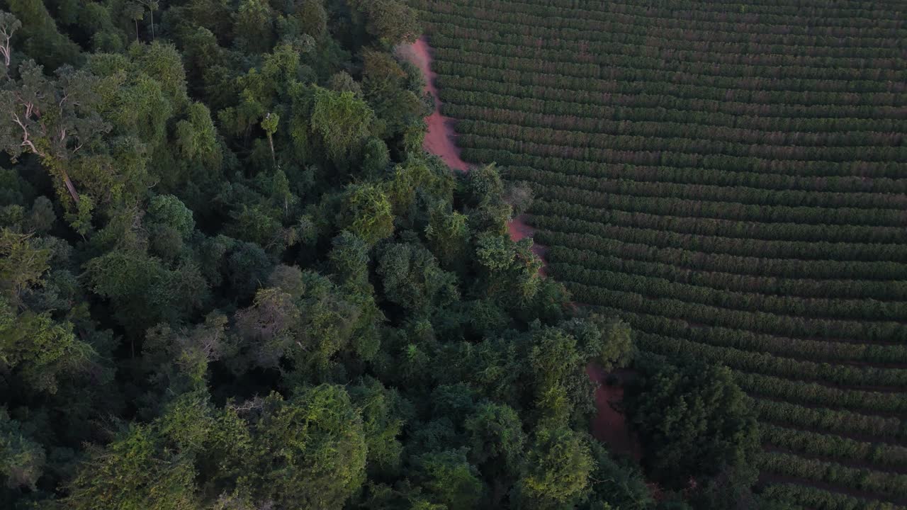 Aerial shot begins over a sunlit Brazilian coffee farm, then drifts toward the edge of the plantation, revealing the lush tree canopy of the surrounding native forest