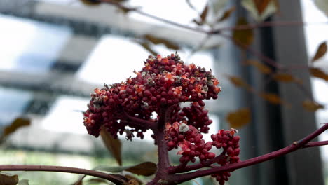 Flor-De-La-Planta-De-Acebo-De-Las-Indias-Occidentales,-Inclinada-Hacia-Abajo