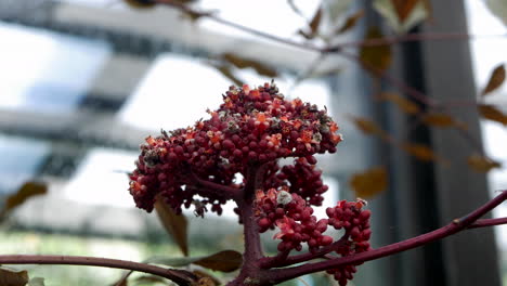 flor de la planta de acebo de las indias occidentales, inclinada hacia abajo