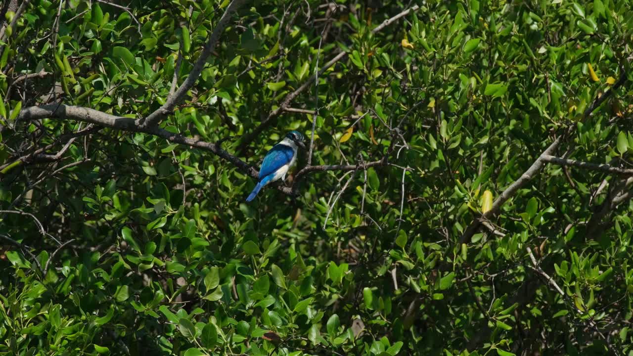 visto desde su espalda profundamente en el follaje del mangle, el pescador de cuello todiramphus chloris, tailandia