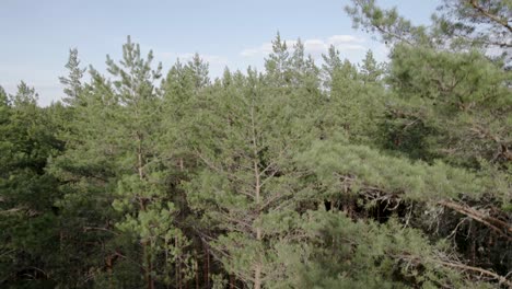 Drone-descends-through-pine-tree-canopy-exposing-leafless-branches