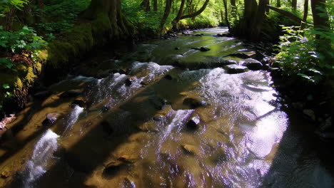 forest stream in sunlight