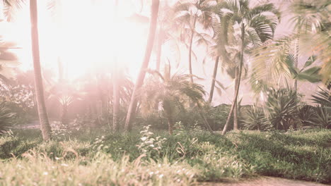 morning light in beautiful jungle garden