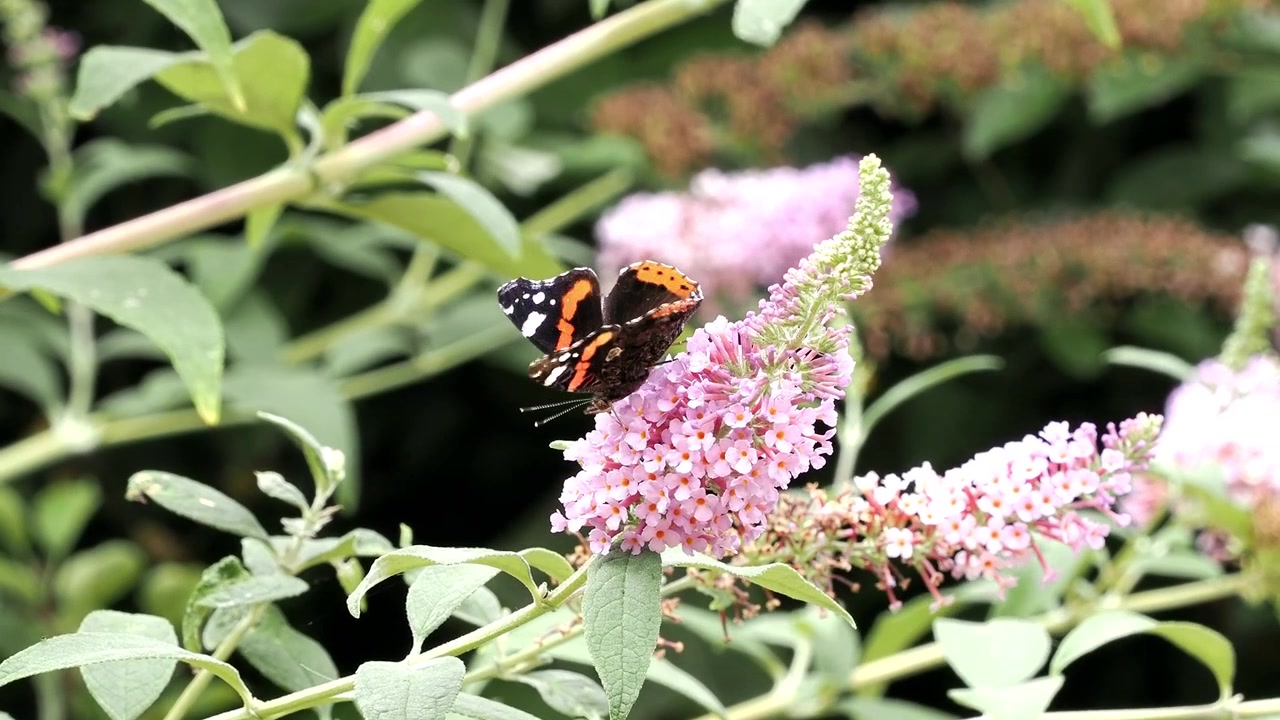 Red Admiral butterfly feeding on a buddleia flower while opening and closing its wings in the United Kingdom