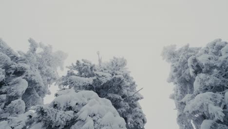 Toma-De-Rotación-De-árboles-Cubiertos-De-Nieve-En-El-Paisaje-Invernal,-Toma-Amplia,-ángulo-Bajo