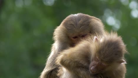 a hamadryas baboon mother showing affection to her child by grooming its fur