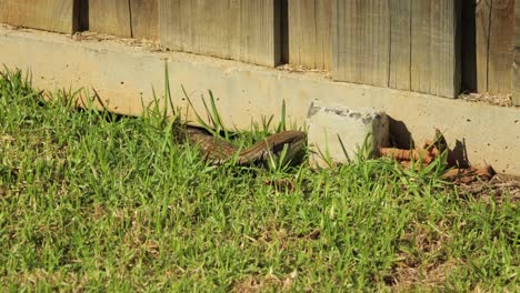 Lagarto-De-Lengua-Azul-Todavía-Al-Sol