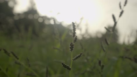 Tall-grass-wheat-blowing-in-strong-wind,-closeup