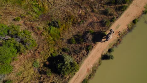 vista aérea de un elefante salvaje africano solitario caminando pacíficamente en la orilla del estanque a la hora de la puesta del sol