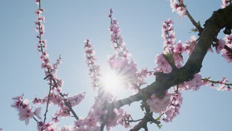 pink cherry tree petals swing breeze wind against clear blue sky bright sun low angle panning shot