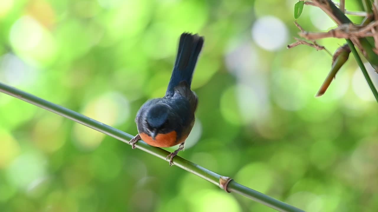 papamoscas azul chino, cyornis glaucicomans, tailandia