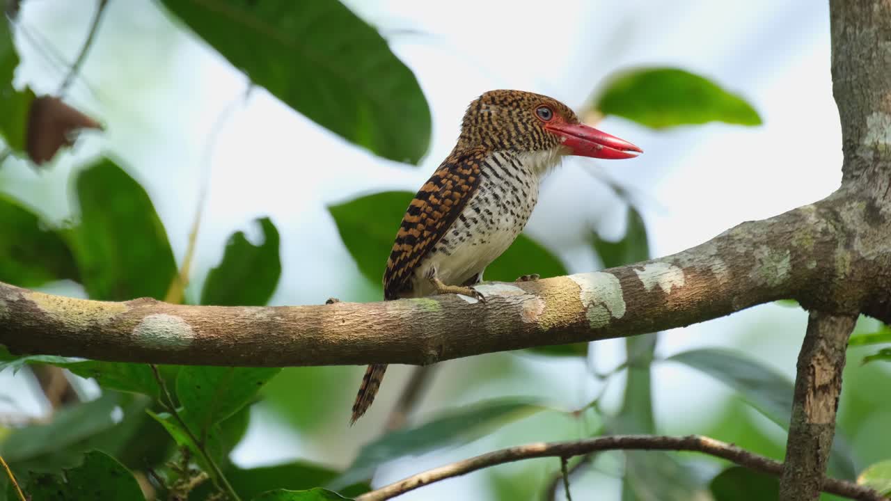 mirando intensamente a la derecha mientras su cresta se abre y se cierra, martín pescador anillado lacedo pulchella, hembra, parque nacional kaeng krachan, tailandia