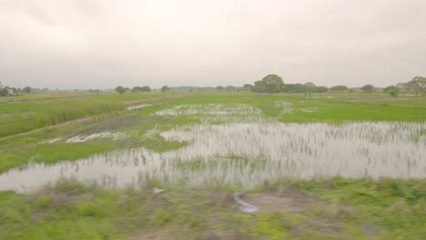 rice fields of south america from a train view