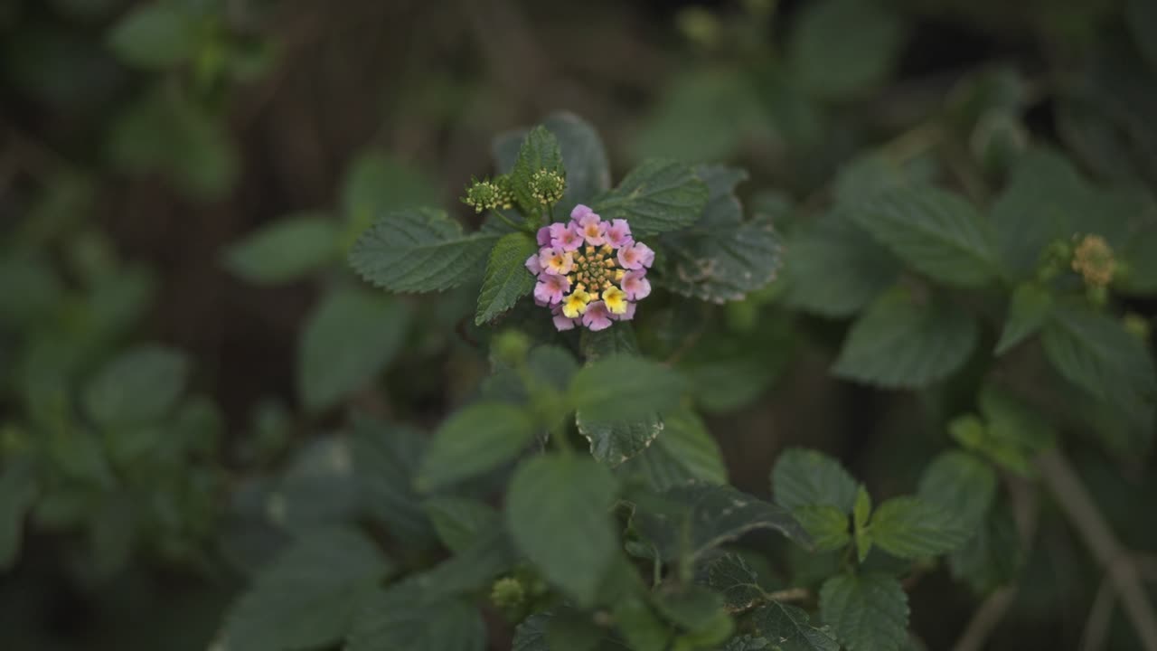 una flor púrpura en primer plano balanceándose en el viento