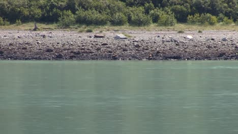 Bears-searching-for-food-by-the-rocky-shore