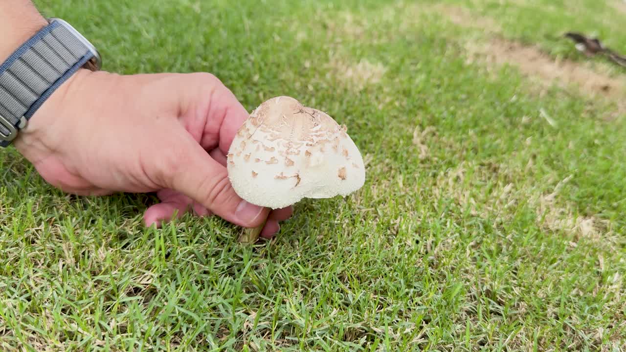 A hand carefully picks a mushroom from grassy ground, highlighting natural foraging in bright daylight