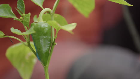 self sufficiency - closeup of a pepper, gardener behind