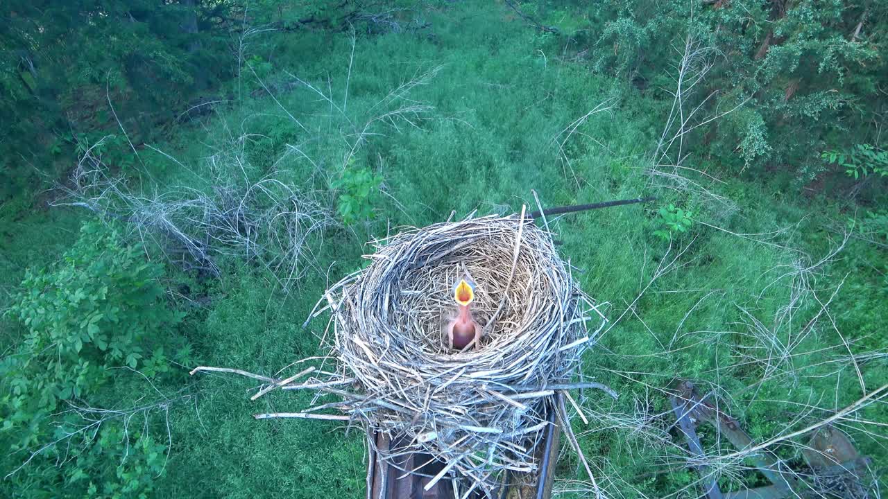 A baby robin bird is ready to be fed in it's nest