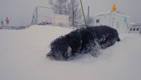 Dachshundhund,-Der-In-Zeitlupe-Im-Schnee-In-Urbaner-Umgebung-Schnüffelt