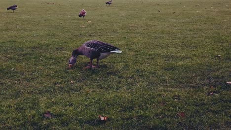 a duck is eating gras, filmed in 60p