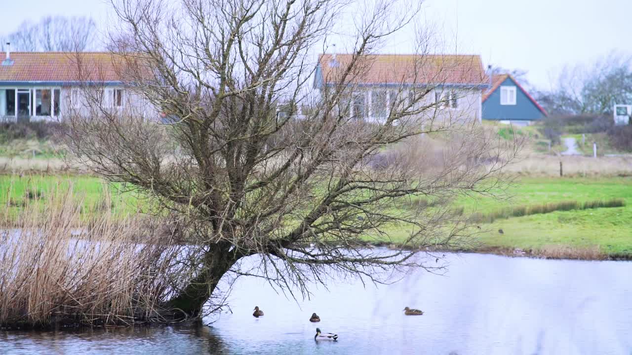 물에 시든 나무와 오리가 있는 호수의 갈대, 낮에는 식물과 주거용 주택이 있는 마을 배경 근처 - 와이드 샷 - 네덜란드 시골 자연 생활