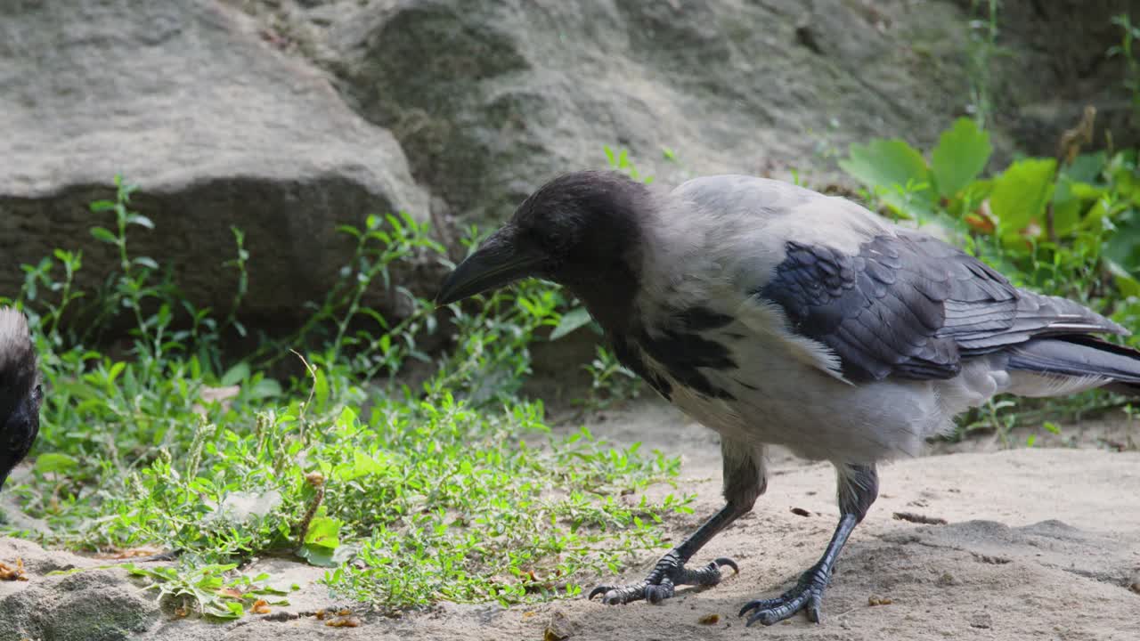 Hooded crow searches and feeds on ground in naturalistic outdoor zoo enclosure, daylight, steady shot