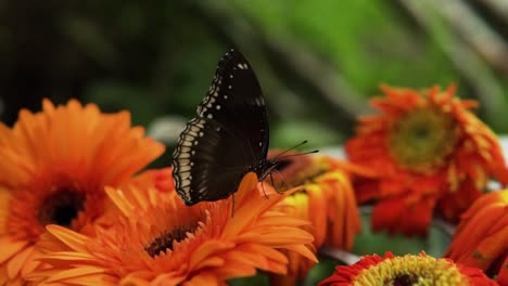 Primer-Plano-De-La-Mariposa-Mosca-De-La-Luna-Azul-Hembra