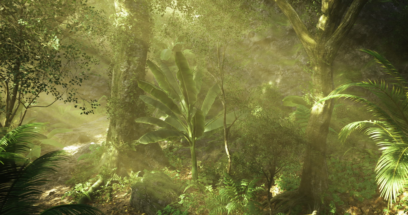 Lush green rainforest with sunlight filtering through tree canopy
