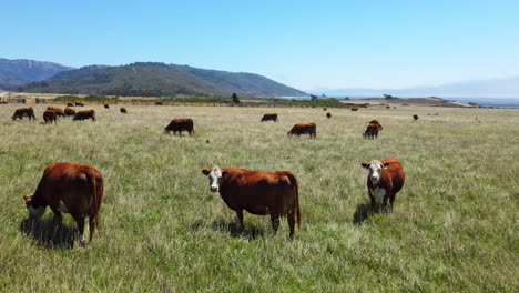 vacas curiosas miran la cámara
