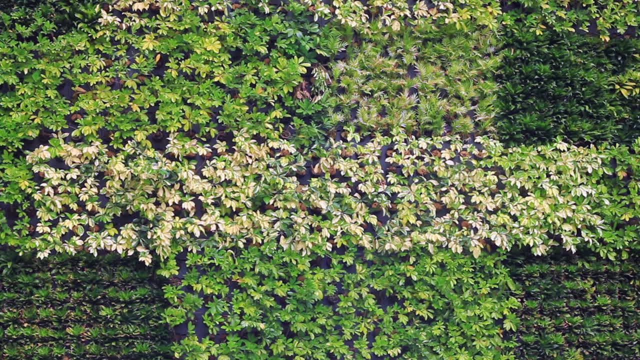 녹색 환경 친화적인 잔디 디자인 장식 배경