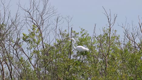 facing to the left while on top of branches then jumps off to fly away, great egret ardea alba, thailand