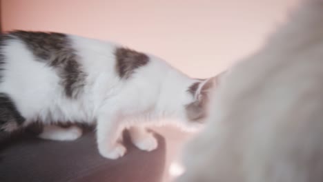 cat searching for food on a couch.